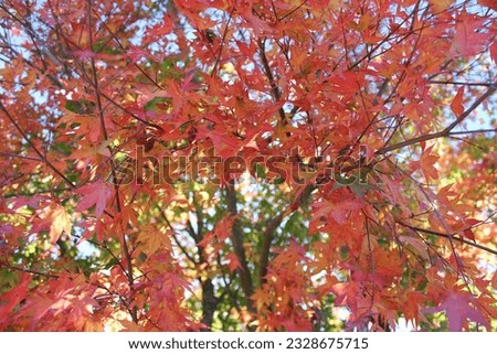 Beautiful autumn season, colorful leaves, autumn leaves, nature background.