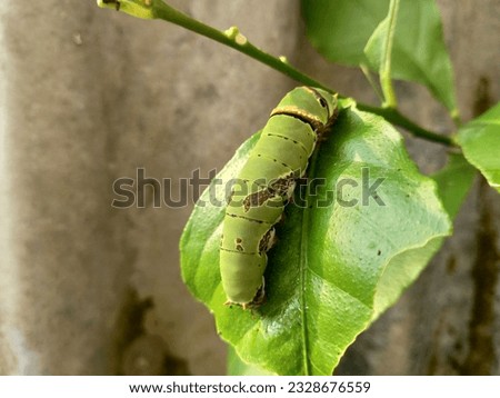 green caterpillar or green larva hanging on guava fruit leaf, Daphnis nerii, green alien head like larva, raw photo,