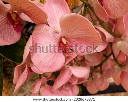 Phalaenopsis, also known as moth orchids, is a genus of about seventy plant species in the family Orchidaceae