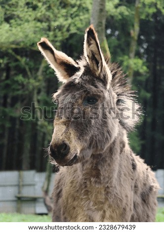 donkey looking profile picture farming