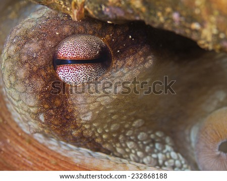 Common octopus eye, Gemeiner Krake (Octopus vulgaris)