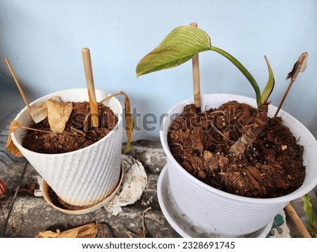Trees if not watered and fertilized someday it will die Royalty-Free Stock Photo #2328691745