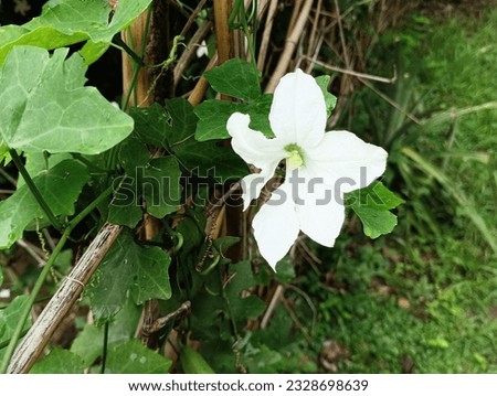 Ivy Gourd Stock Photo Capture 