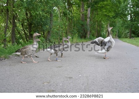 Egyptian geese crossing road loudly quacking, bicycle path, ducks, Max-Eyth-See, Stuttgart, Germany