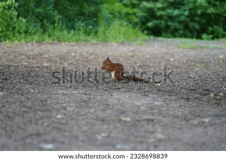 Squirrel crawling on the ground looking for food, Stuttgart, Germany