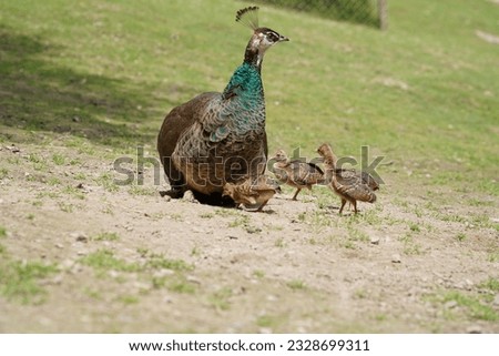 Beautiful peacock mother takes care of her little newborn chicks and shows them the world, Bretten, Germany