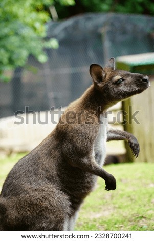 Portrait of a small kangaroo, wallaby chewing, eating apples, Notamacropus, Marsupialia, Bretten, Germany