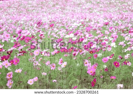 Beautiful cosmos flowers in the park, pink flower field, pink beautiful flowers landscape, cosmos flower garden, cosmos flowers in the garden with sunrise.