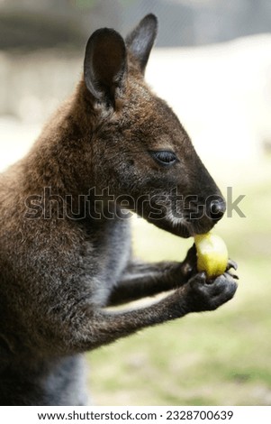 Portrait of a small kangaroo, wallaby chewingeating apples, Notamacropus, Marsupialia, Bretten, Germany