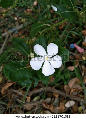 The English name periwinkle is shared with the related genus Catharanthus (and also with the common seashore mollusc, Littorina littorea)
