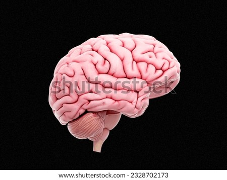 Human brain Anatomical Model, side view Royalty-Free Stock Photo #2328702173