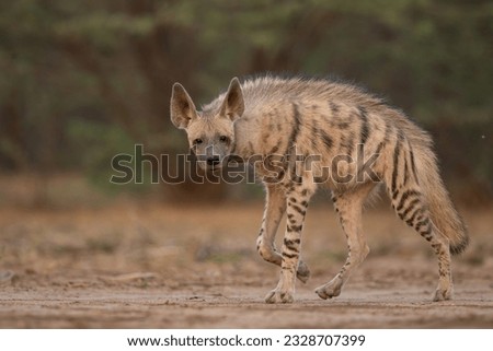 Indian striped Hyena strolling in the little Rann of Kutch,Gujarat,India