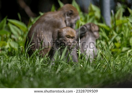 Baby Taiwan macaque and a family