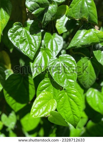 Piper betle or Betel pepper in thailand Royalty-Free Stock Photo #2328712633