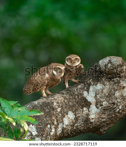 The cute couple of SPOTTED OWL 