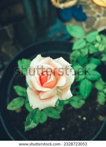 the beauty of the color flowers that are white to orange