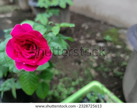 A close up photo of a red rose in full bloom on a sunny day. The petals are vibrant and velvety, with delicate curves and folds. The green stem and leaves are visible behind the rose.