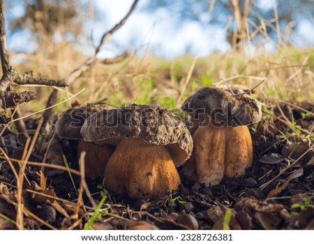 wild mushrooms on a wet grass floor. macro picture champignon.