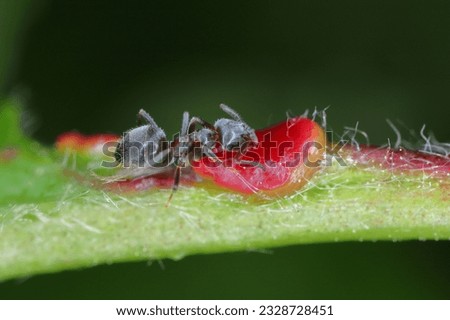 black ant, common black ant, garden ant (Lasius niger), feeding on the extraflora nectaries on a cherry leaf.  Royalty-Free Stock Photo #2328728451