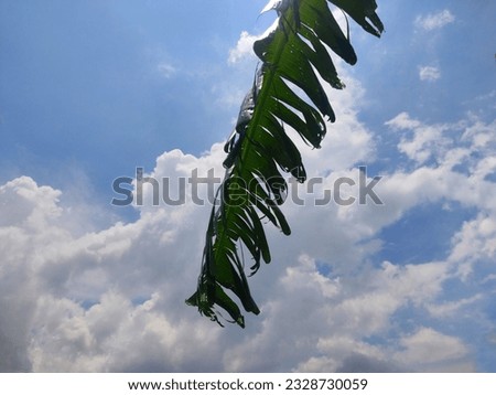Blue sky with banana leaves 