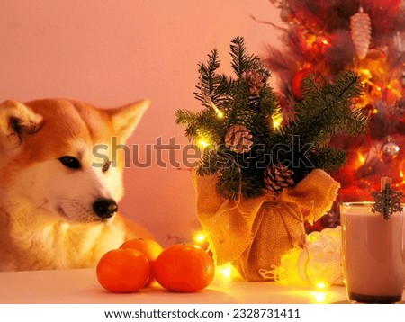 Adorable Akita Inu Dog Enjoying Hygge Mood with Garland Lights. Cute y cozy image in warm colores.