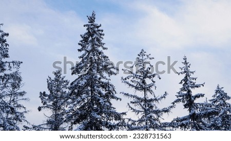      forests with coniferous trees covered with snow on the background of mountains and sky                          