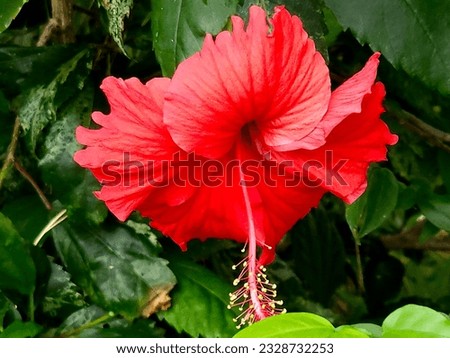 Red hibiscus flowers in the sun are very beautiful.