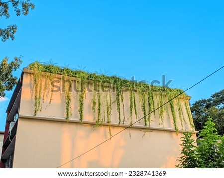 Attractive decoration with vines on the roof
