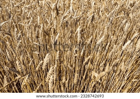 Ripening ears of wheat in a wheat field. Wheat agriculture harvesting agribusiness concept. Wheat and corn fields.