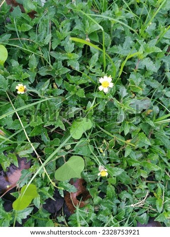 This is photo of flower and grass in the garden