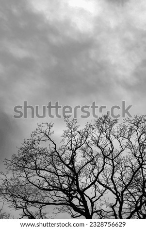 Branches of a bare tree against a cloudy sky. Black and white photo.