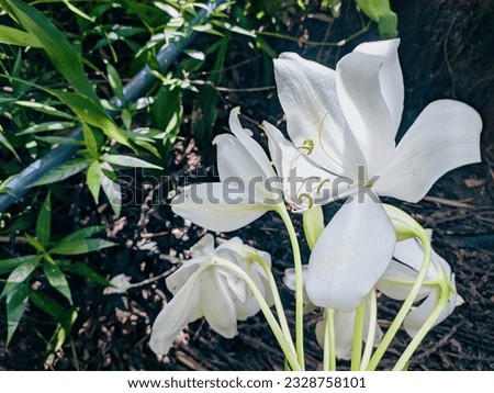 white crinum flowers are blooming in the yard at the same time