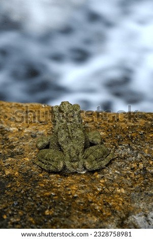 Close up pictures of a toad in Lubuk Teja waterfall in Tioman Island - Malaysia