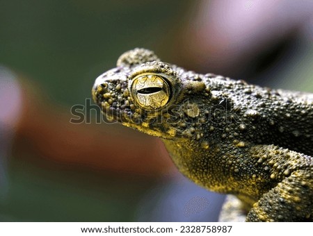 Close up pictures of a toad in Lubuk Teja waterfall in Tioman Island - Malaysia
