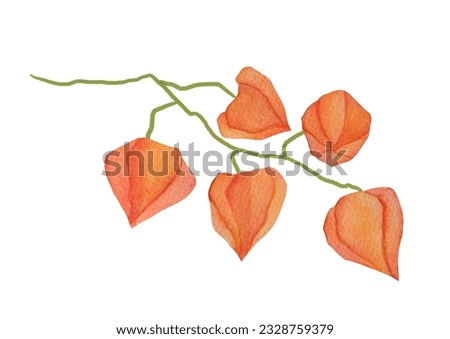 Hand drawn watercolor autumn illustration isolated on white background. Clipart branch of physalis for card design, menu, vegan food. Botanical clip art for articles on biology and plants
