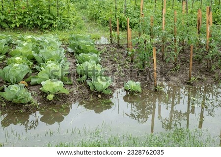 Beds with cabbage and tomatoes in water. The garden is flooded. landscape without sky, without people. Consequences of downpour, flood. Rainy summer or spring.  Royalty-Free Stock Photo #2328762035