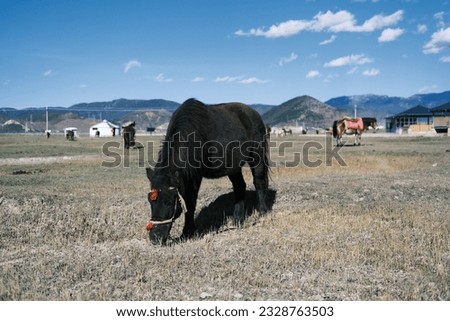 Herd of horses on the grassland under blue sky