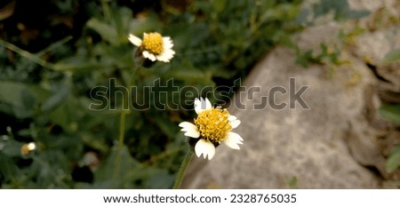 Galinsoga quadriradiata is a species of flowering plant in the family Asteraceae which is known by several common names  including shaggy soldier Peruvian daisy  hairy galinsoga.
