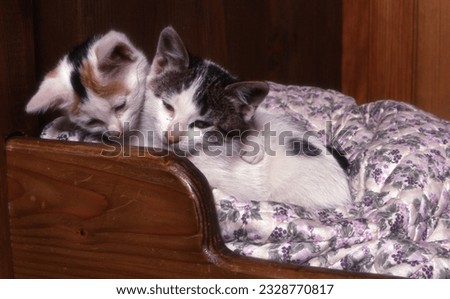 cute little kitten with kittens