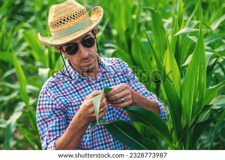 Man farmer checks corn field. Selective focus. nature.