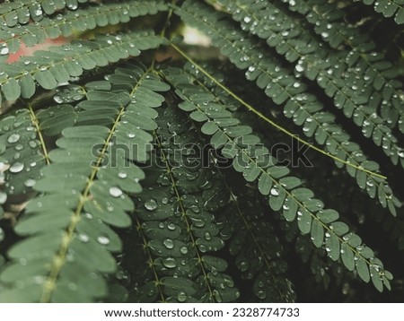 Raindrops on green leaves are like nature's beautiful decorations, like a little bead of water that sits on top of the leaves.