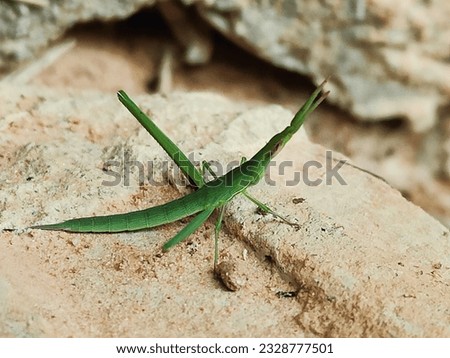 Grasshopper, on the ground, in my garden.  here Thailand
