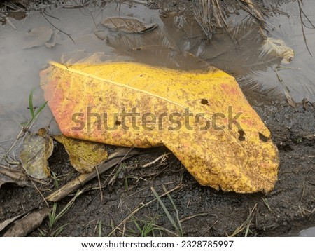 texture of various poses of fallen leaves on the ground in a village in Indonesia