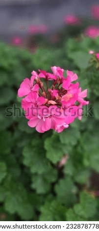 pretty and lovely pink flowers