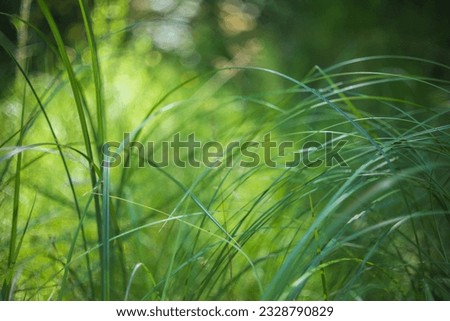 Long leaves of grass blowing in the wind with beautiful bokeh