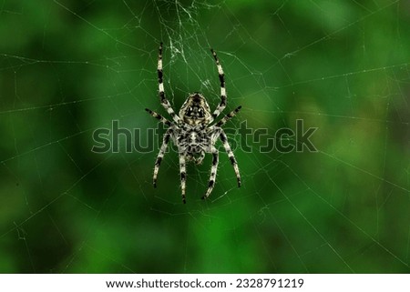 large spider cross on the web in the forest in macro