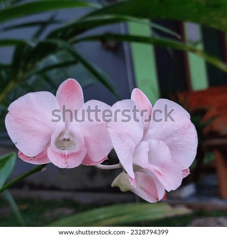 Pink orchid blooming on the morning
