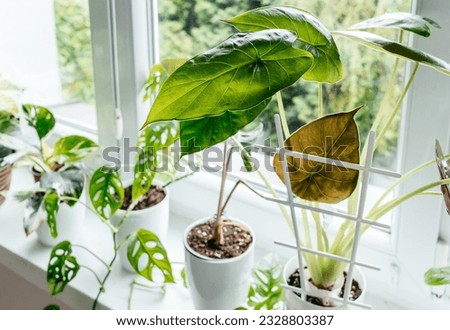 Close up of leaves alocasia wentii and alocasia polly in the pot at home. Indoor gardening. Hobby. Green houseplants. Modern room decor, interior. Lifestyle, Still life with plants