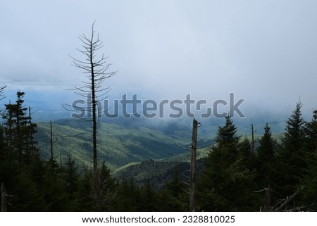 Smoky Mountains clouds, comb tree