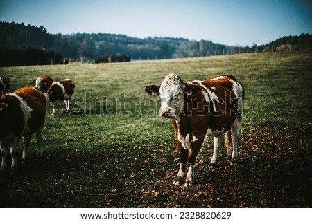 A cow in a green meadow with a blue sky